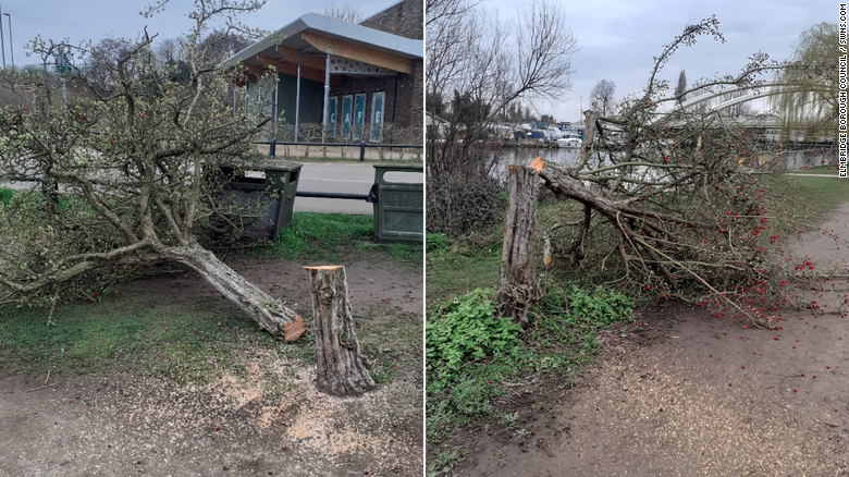 karan-kcterror-in-southern-england-as-dozens-of-much-loved-trees-are-felled-in-the-dead-of-night
