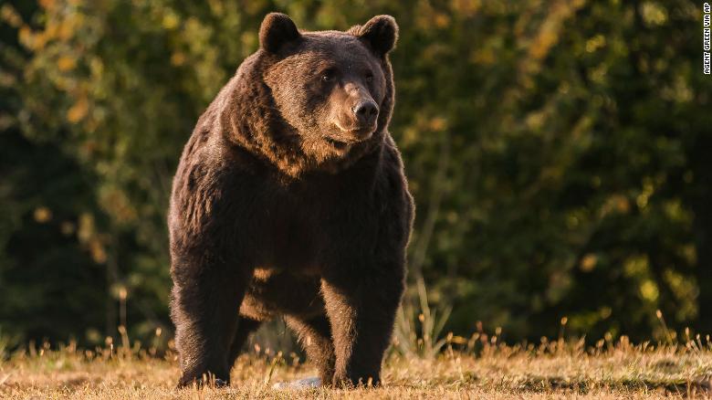 a-liechtenstein-prince-is-accused-of-killing-one-of-europes-biggest-bears