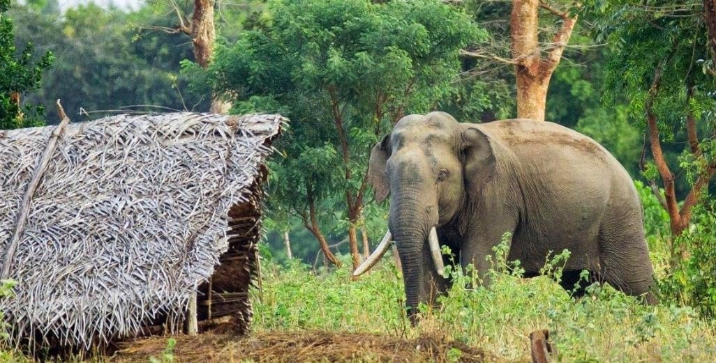 elephant-tramples-man-to-death-in-morning-walk