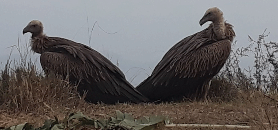 vulture-feeding-scheme-of-byas-municipality