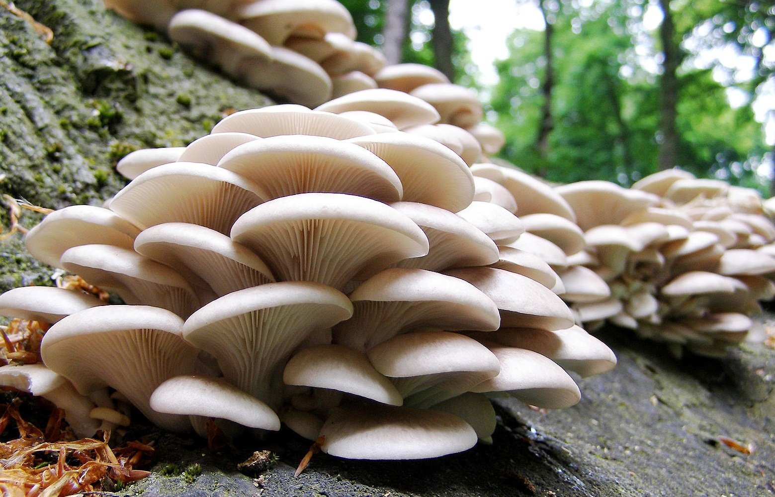 entire-family-falls-sick-after-consuming-wild-mushroom