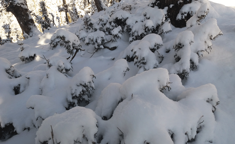 excessive-snowfall-with-rain-kills-50-sheep-and-goats-in-ranikharka