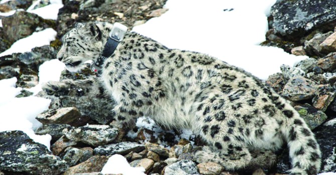 snow-leopards-fitted-with-satellite-gps-collar