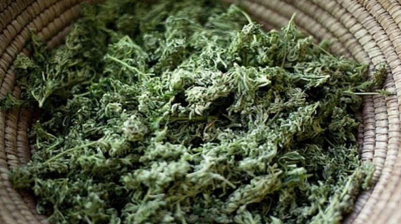 smuggling-of-cannabis-to-india-on-rise