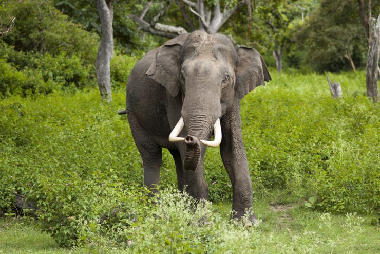 gauri-gai-count-put-off-due-to-wild-elephant-obstruction