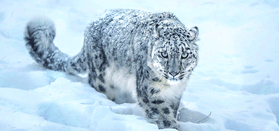 two-snow-leopards-collared-in-shey-phoksundo