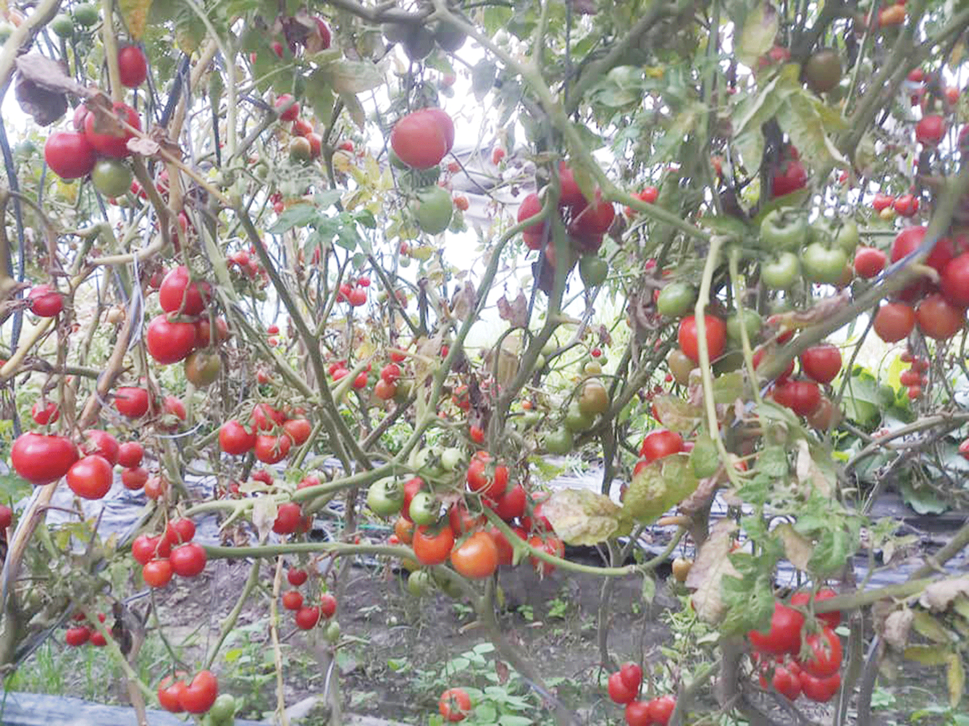 farmers-fail-to-sell-products-due-to-covid-19-restriction