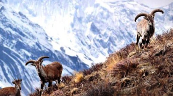 census-of-blue-sheep-underway