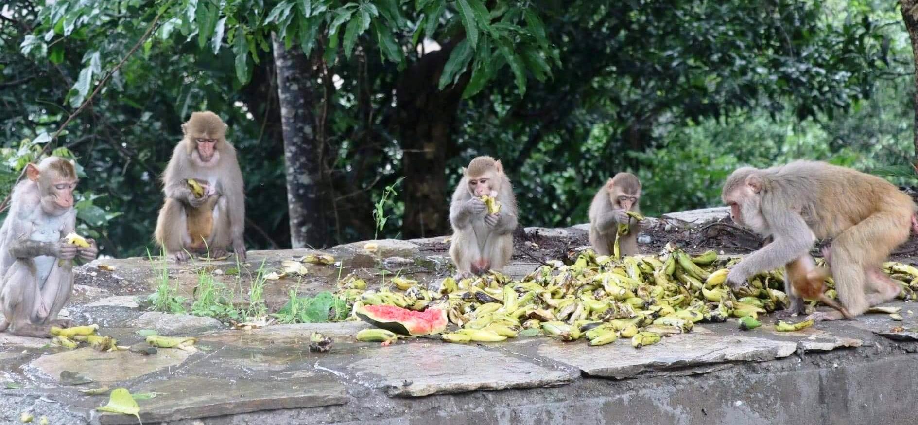 social-organisations-feeding-hungry-monkeys-at-devghat