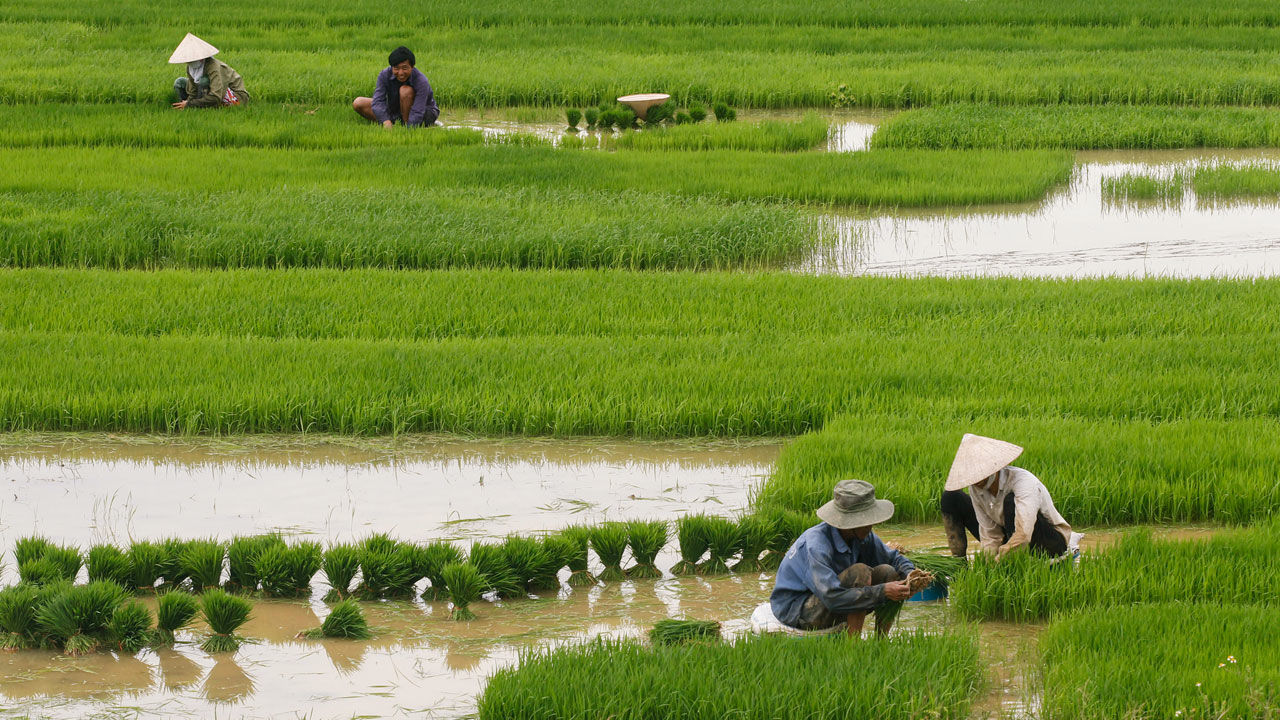 braving-virus-farmers-start-paddy-plantation