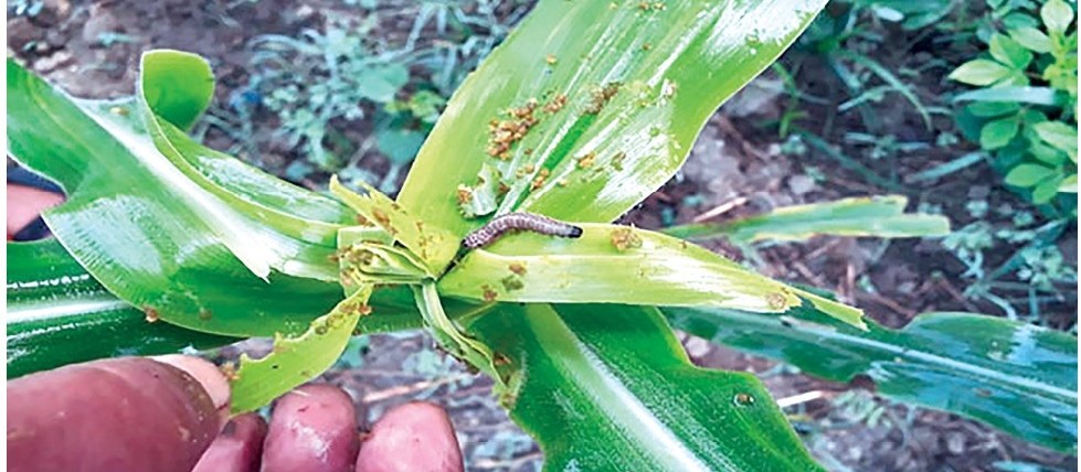 fall-armyworm-destroying-maize-in-sarlahi