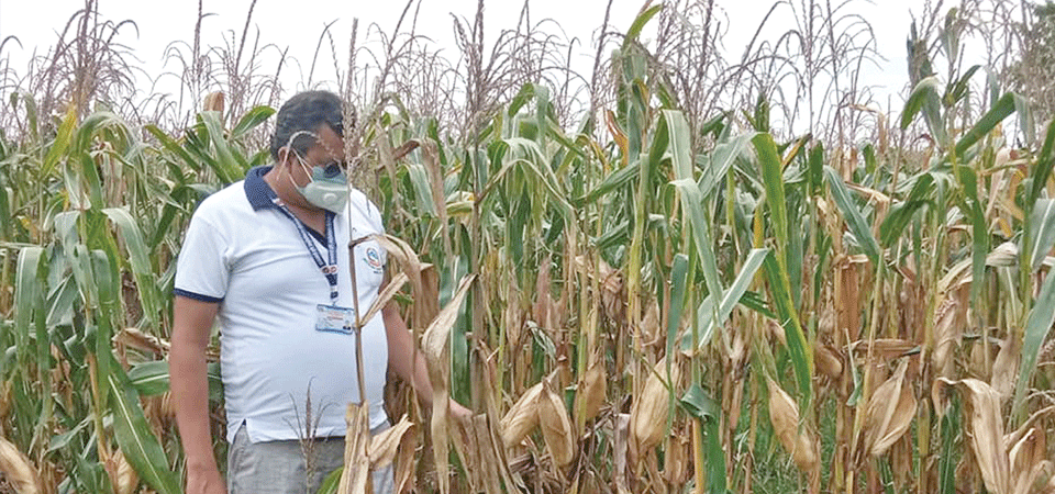 zero-tillage-used-for-maize-cultivation-in-jhapa