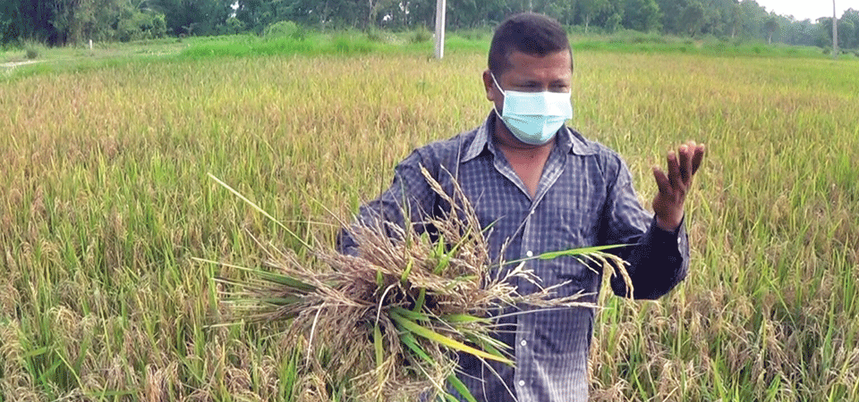 neck-blast-leaves-jhapa-paddy-farmers-nervous