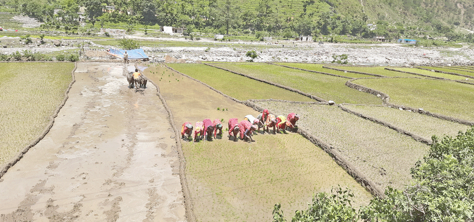 paddy-plantation-begins-in-bajhang