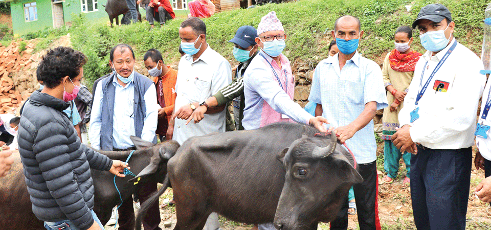 namobuddha-municipality-distributes-advance-breed-buffaloes-to-55-farmers