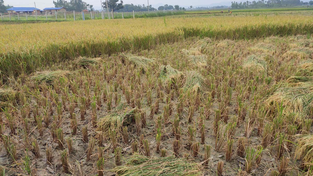 farmers-upset-as-chaite-paddy-doesnt-fetch-good-price