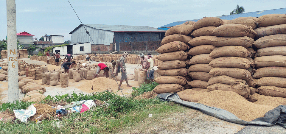 farmers-forced-to-sell-paddy-at-cheap-rate-in-absence-of-dryer-machine