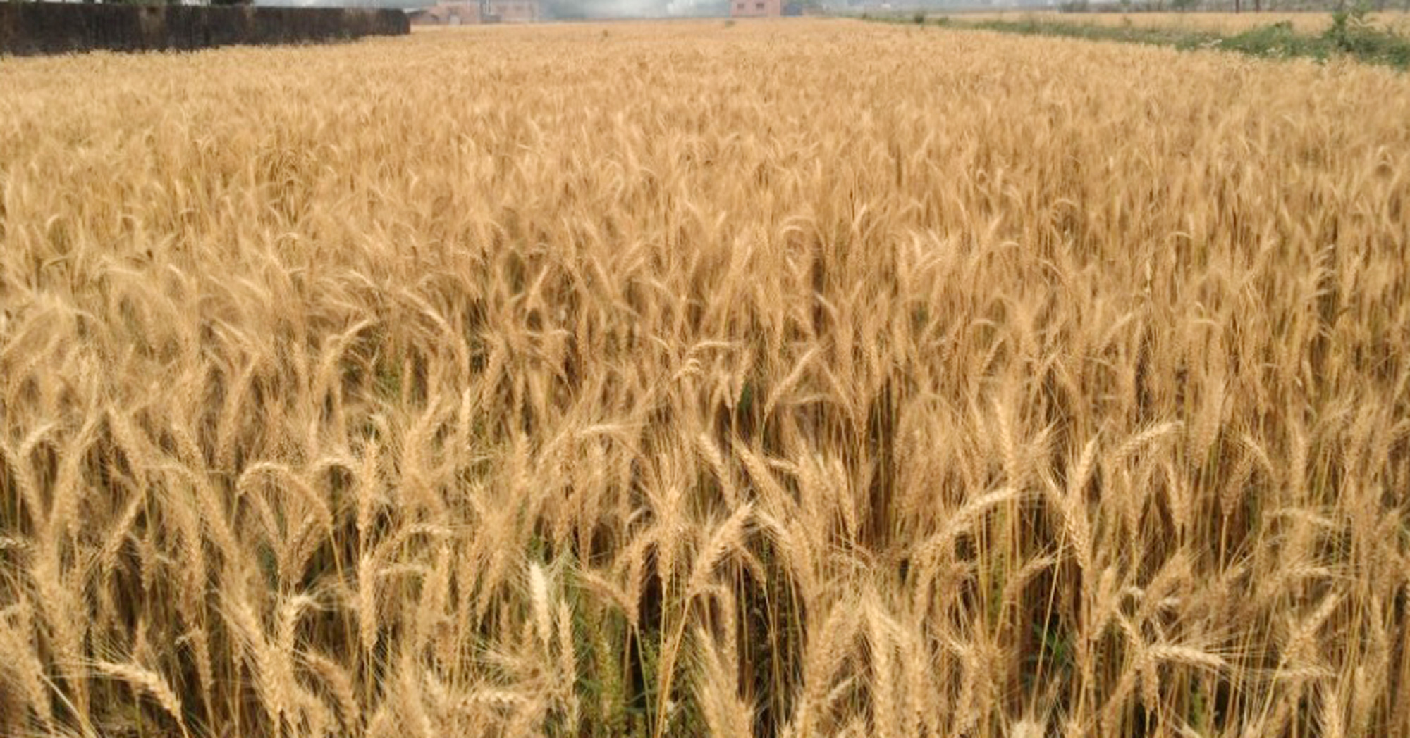 wheat-production-increases-in-parsa