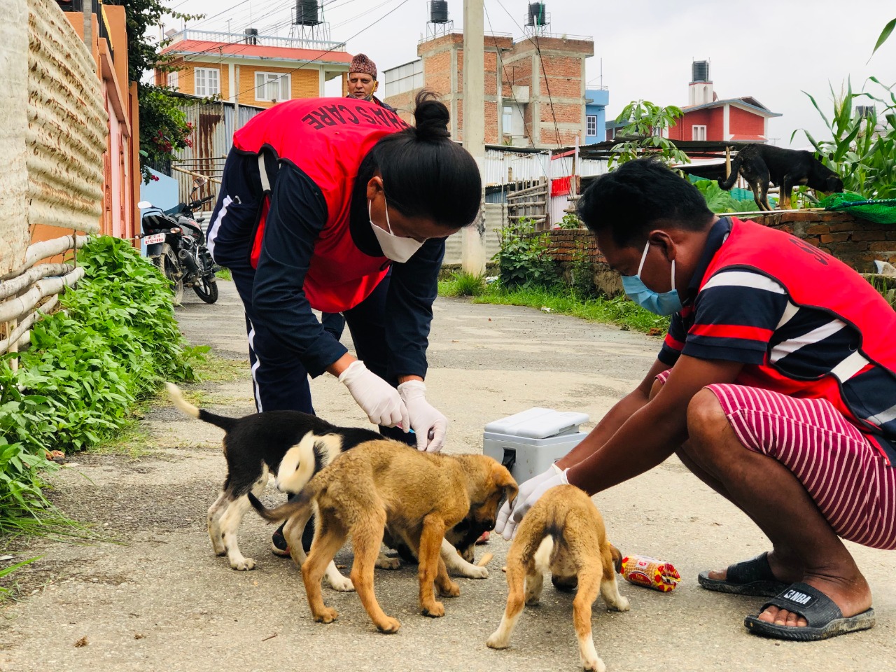 snehas-care-taking-medical-care-of-street-dogs-amidst-lockdown