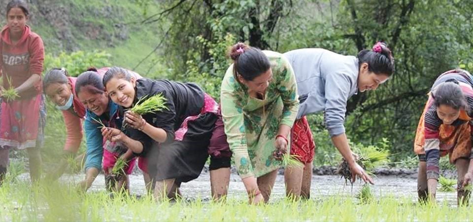 humla-farmers-start-paddy-plantation