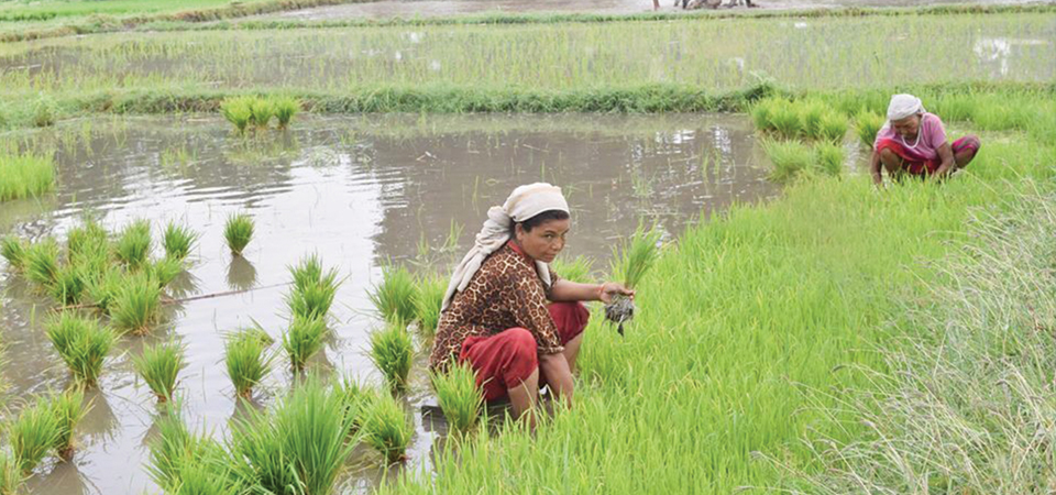 paddy-plantation-begins-early-in-banke