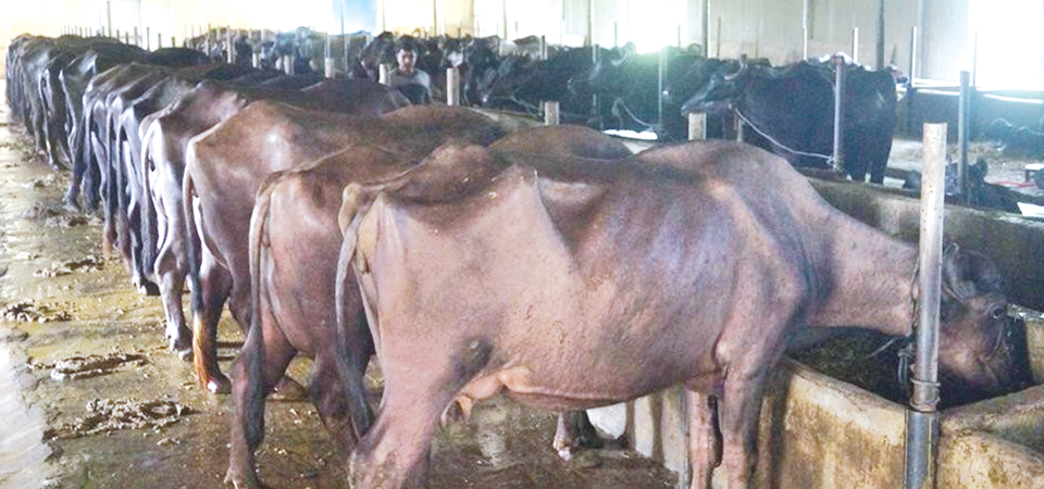 milk-producers-in-chitwan-bear-huge-loss-during-prohibitory-order