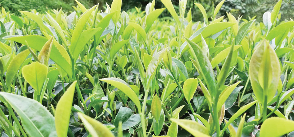 with-no-trade-treaty-nepali-tea-producers-missing-global-market
