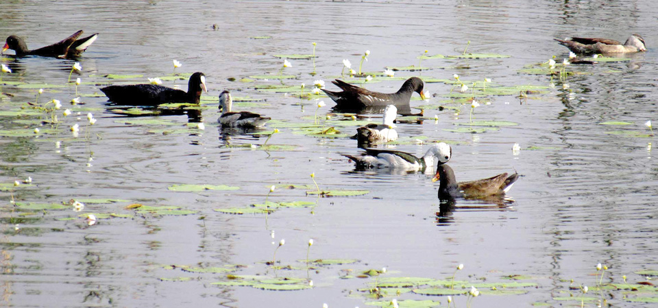 cotton-pygmy-goose-census-begins-at-ghodaghodi