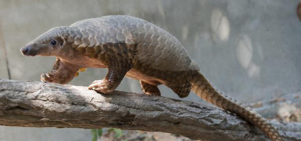 rare-pangolin-found-in-panauti