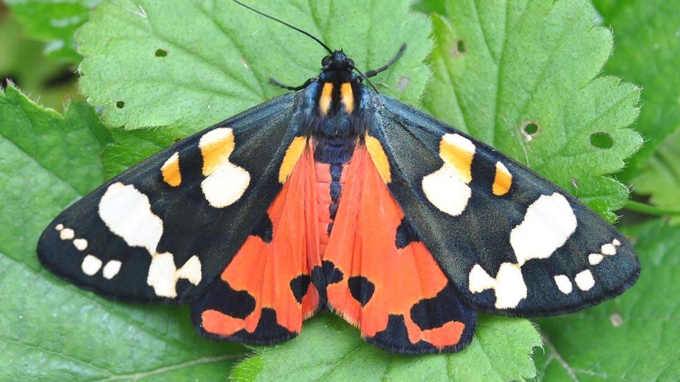 backyard-moth-spotting-rises-during-lockdown