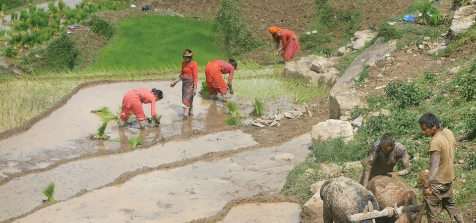 57-paddy-plantation-complete-across-nation