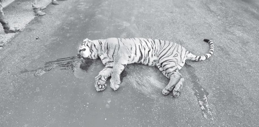 risk-of-wild-animals-being-hit-by-vehicles-increasing