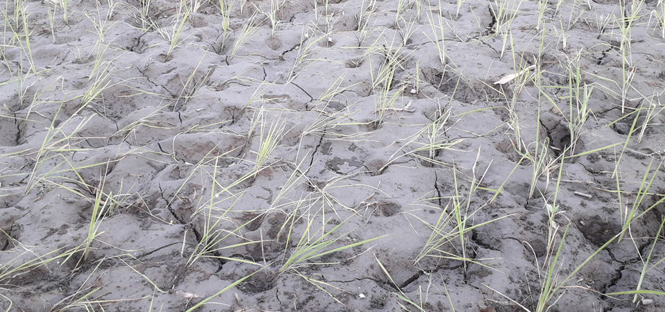 scanty-rain-affects-paddy-plantation-in-sarlahi