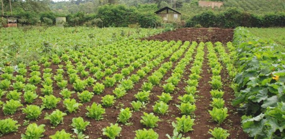 organic-farming-becomes-reliable-source-of-livelihood