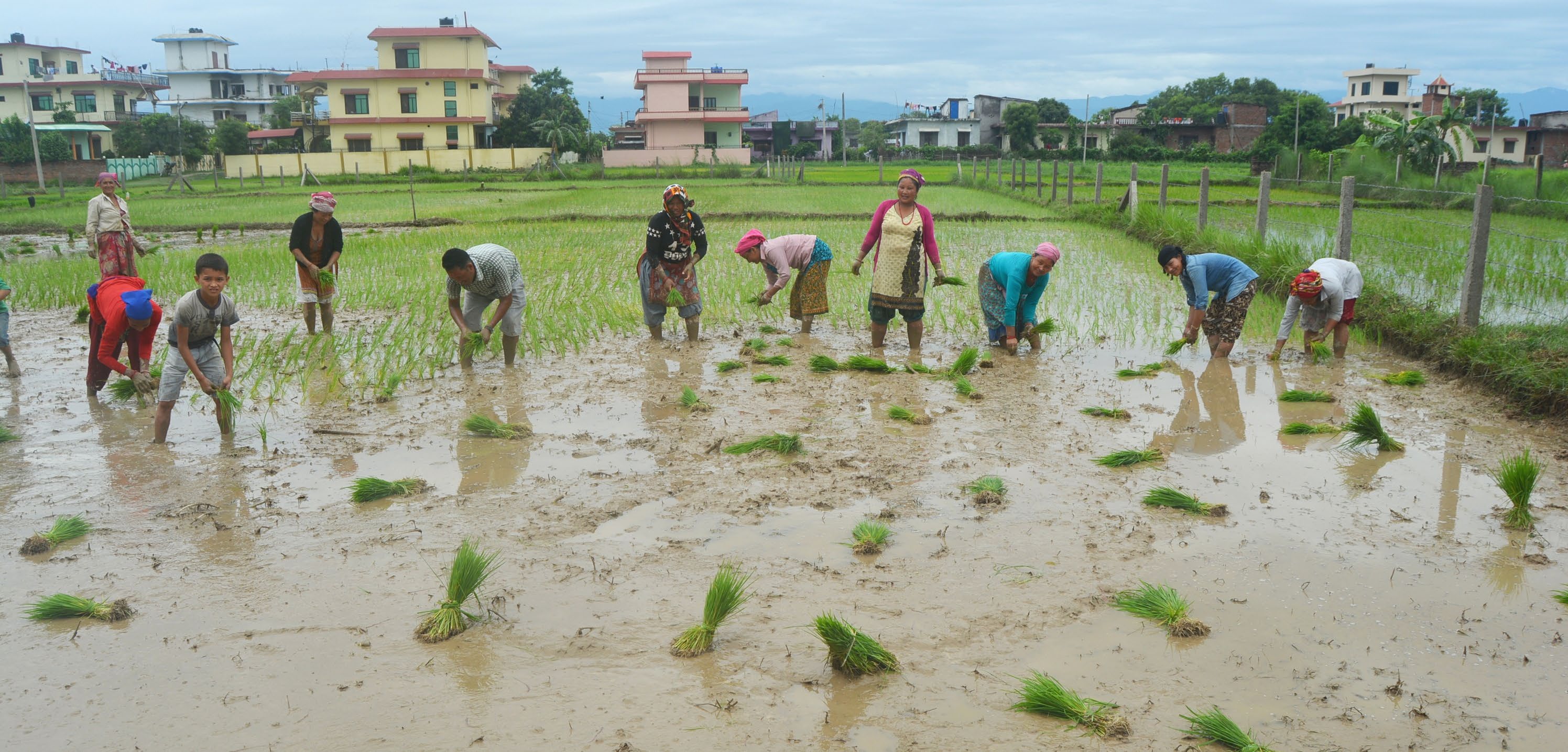 around-95-paddy-plantation-done-across-country