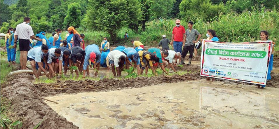 local-representatives-of-nepal-and-india-jointly-celebrate-saune-pandhra-plant-paddy-seedlings-and-have-rice-pudding-together