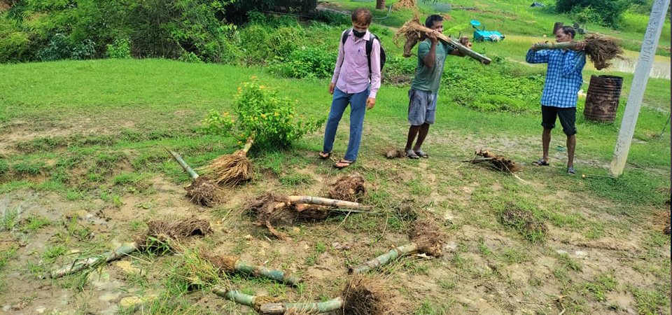 9500-bamboo-saplings-planted-in-dang