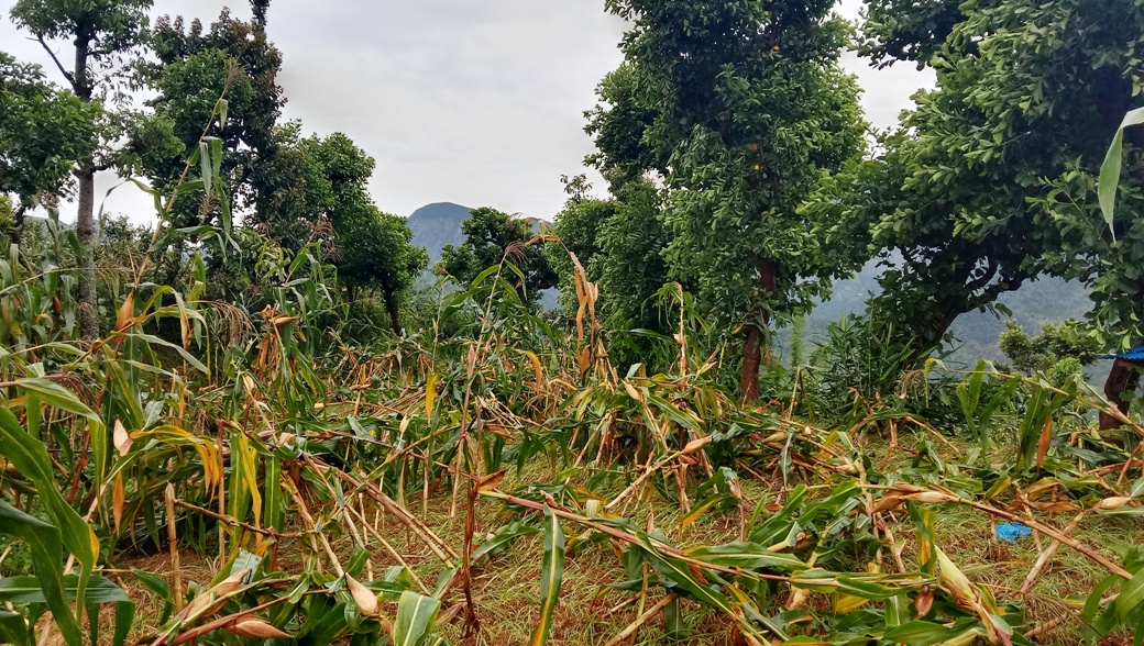 storm-damages-maize-crops