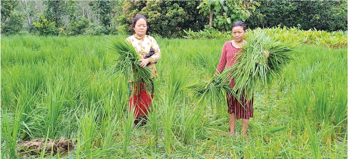 wild-elephants-destroy-crops-in-sarlahi