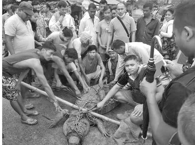 marsh-crocodile-rescued-in-dhangadi