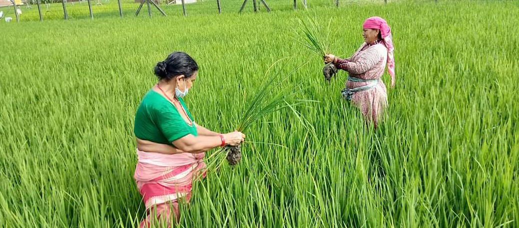 paddy-planted-in-98-paddy-field