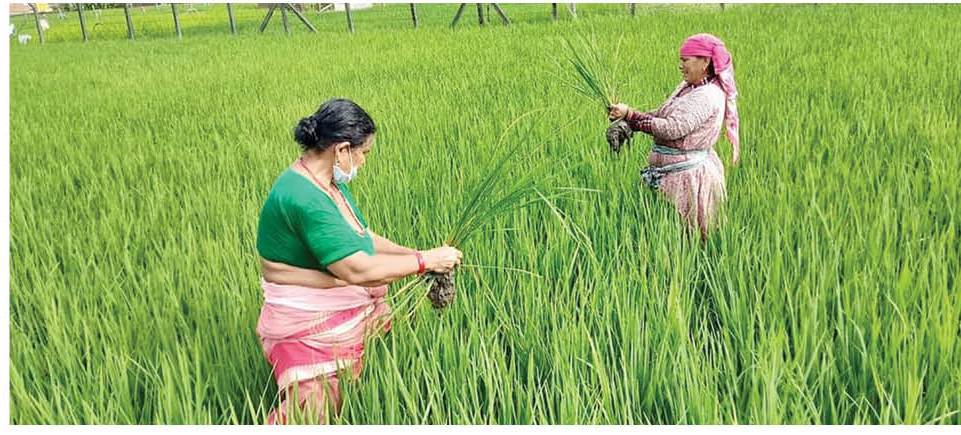 paddy-planted-in-98-paddy-fields