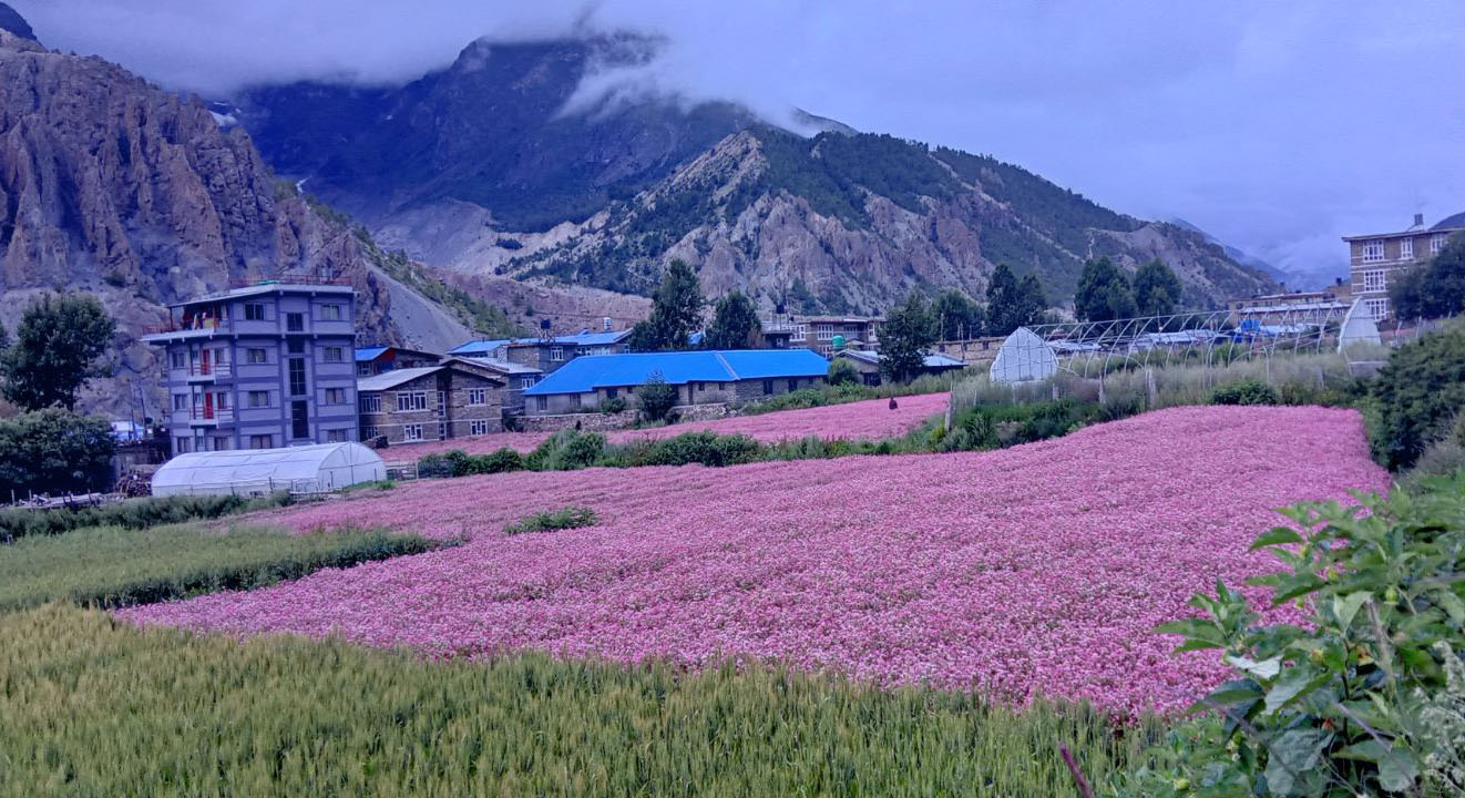 buckwheat-turns-manang-purple