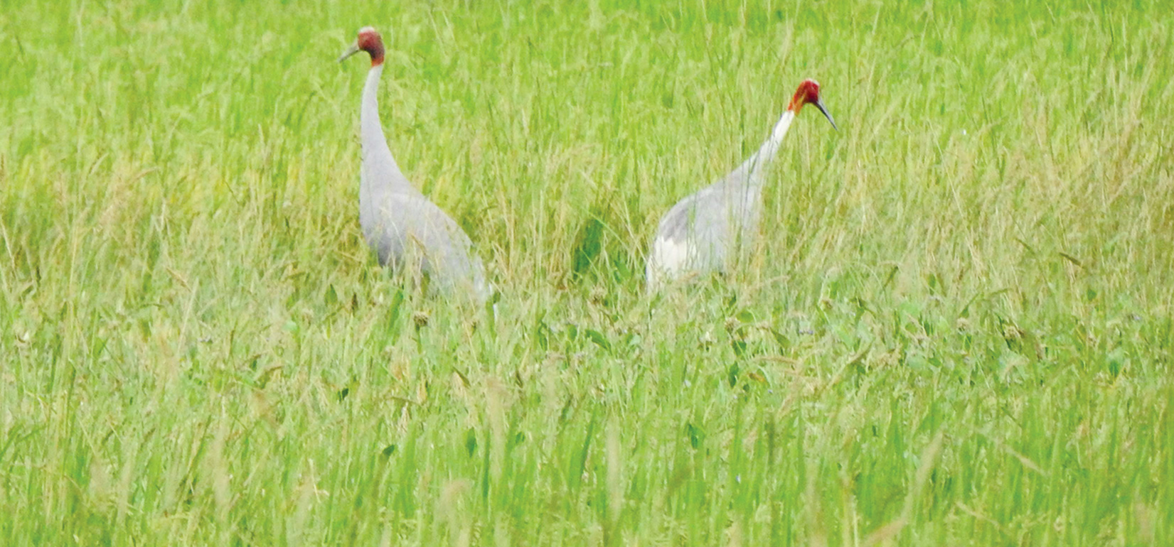 sarus-crane-reappears-in-kailalis-puraina-lake-after-a-decade