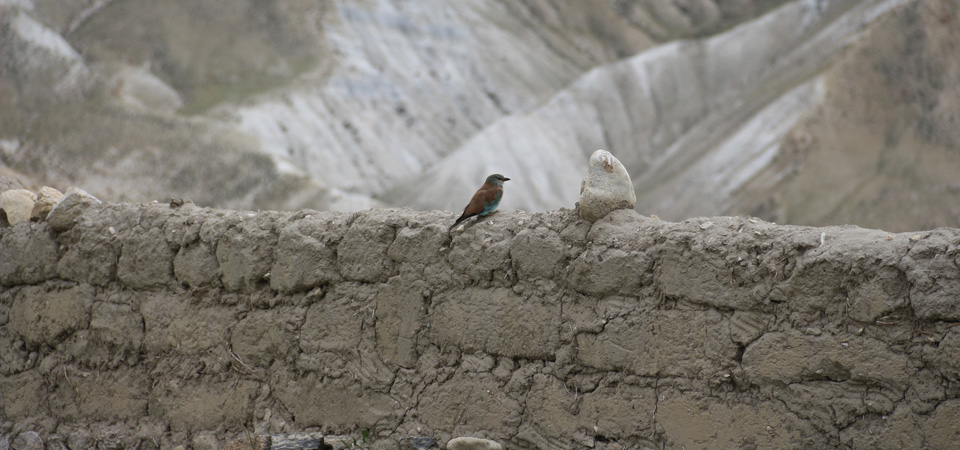 new-species-of-bird-found-in-nepal