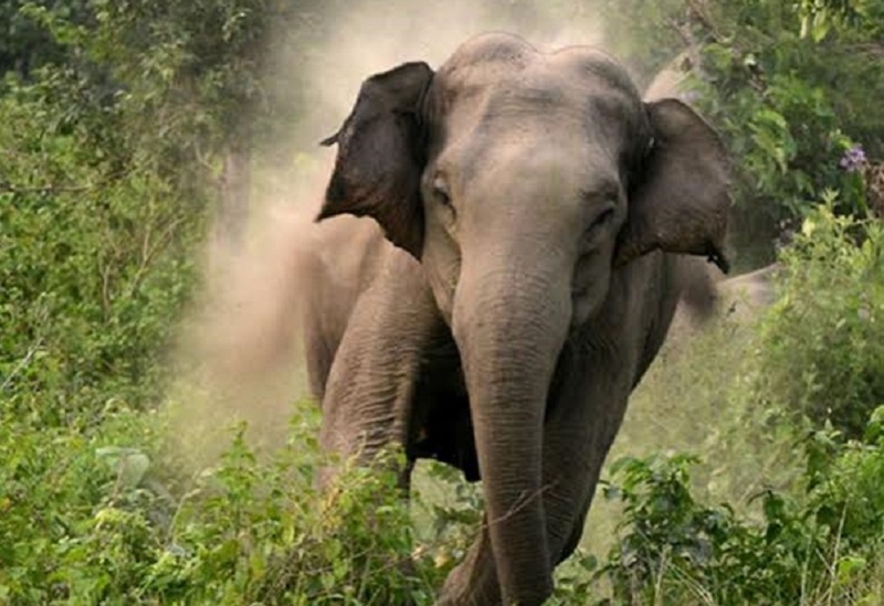 elderly-woman-dies-in-elephant-attack