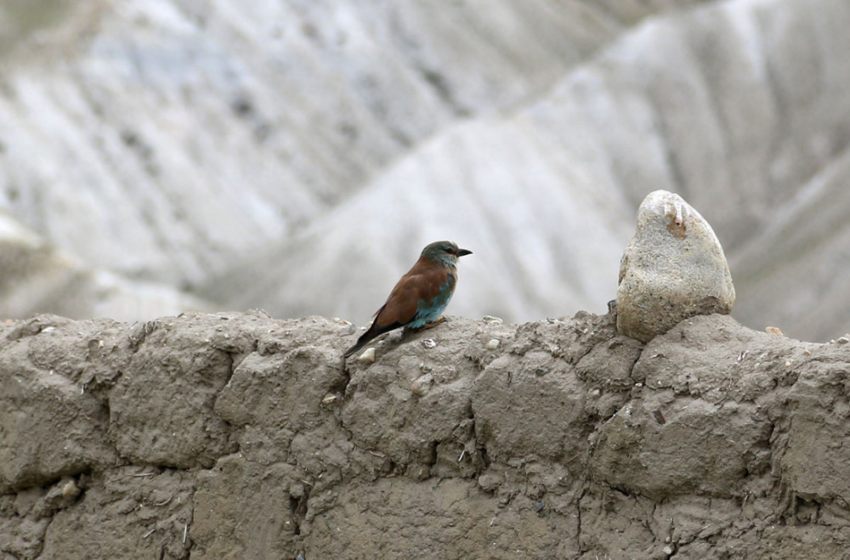 european-roller-traced-first-time-in-country