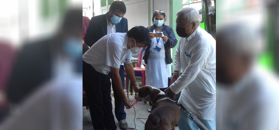 registration-approval-for-keeping-dogs-compulsory-in-pokhara