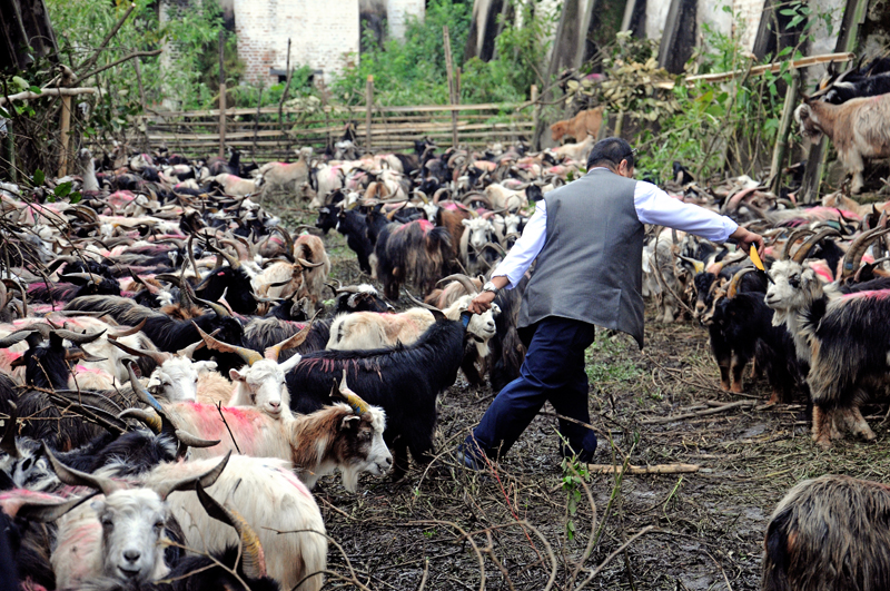 fmtc-not-to-sell-mountain-goats-this-dashain