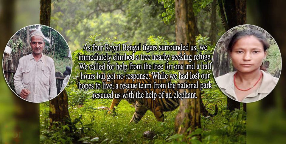 we-climed-a-tree-to-seek-refuge-while-four-tigers-surrounded-us